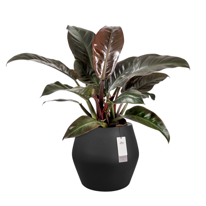 june split low 46cm noir